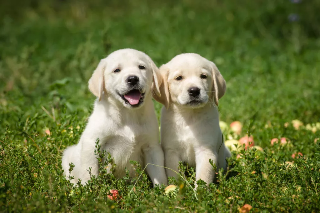 are labradors good family dogs